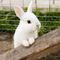 Bunniekins - profile picture