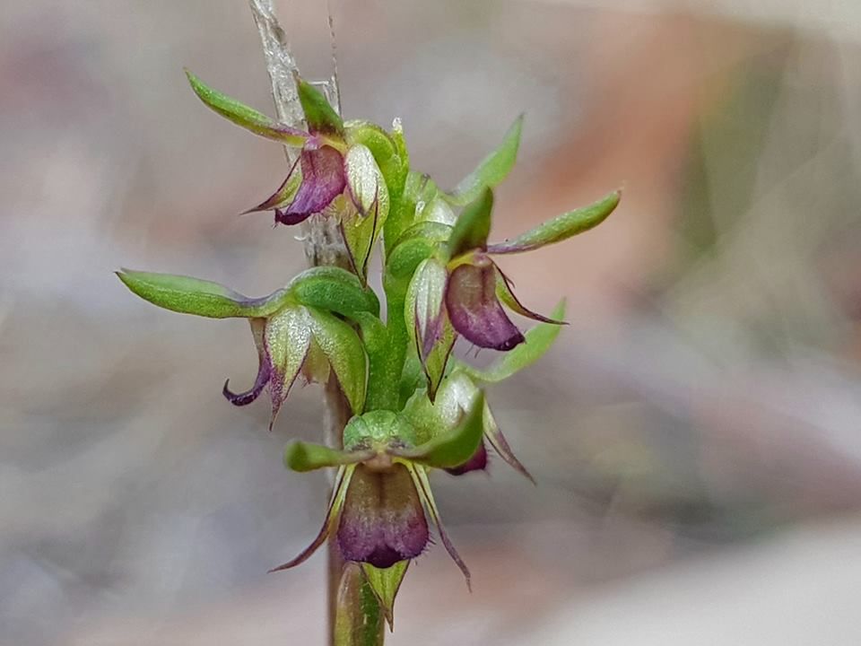 Indigenous Orchid
