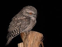 Sat in dark with Tawny Frogmouth