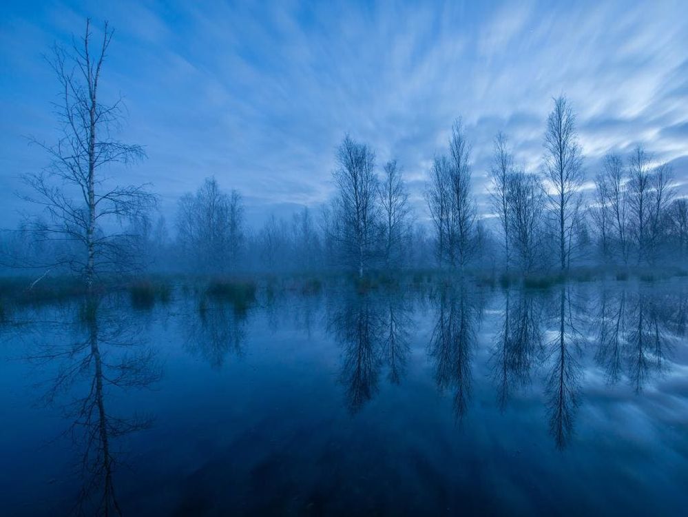 nature reserve in germany.jpg