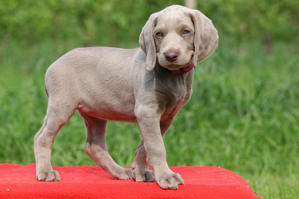 weimaraner_puppy.jpg