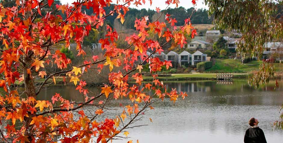 Looking through the leaves ....