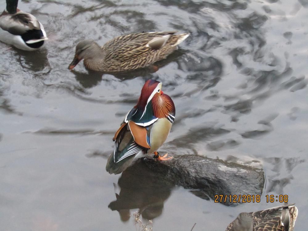 Duck in Central Park. Never seen these colours before on a duck