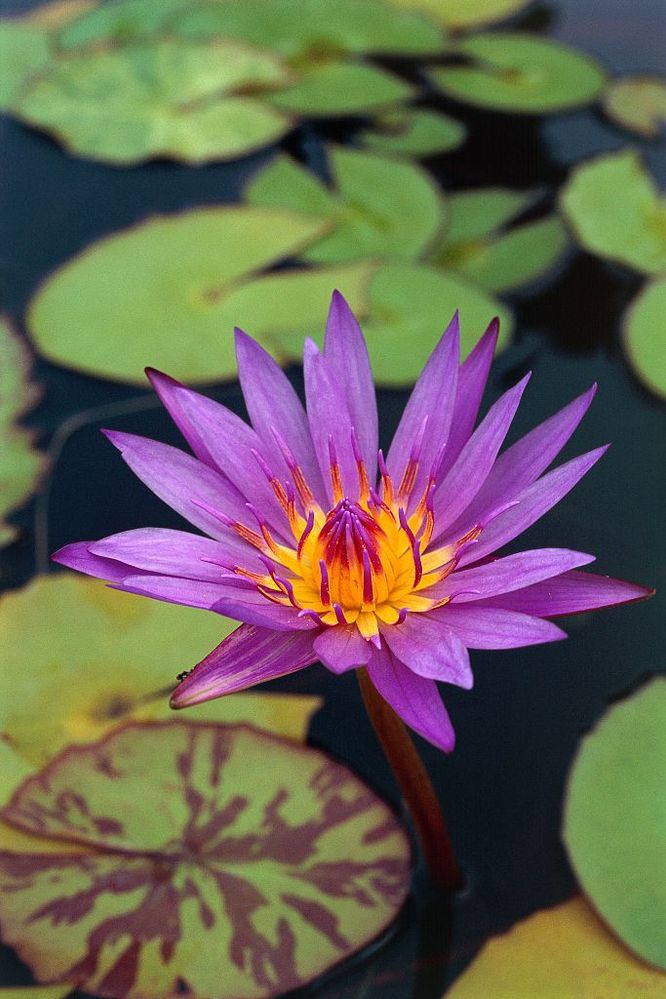 waterlily-1508785045.jpg