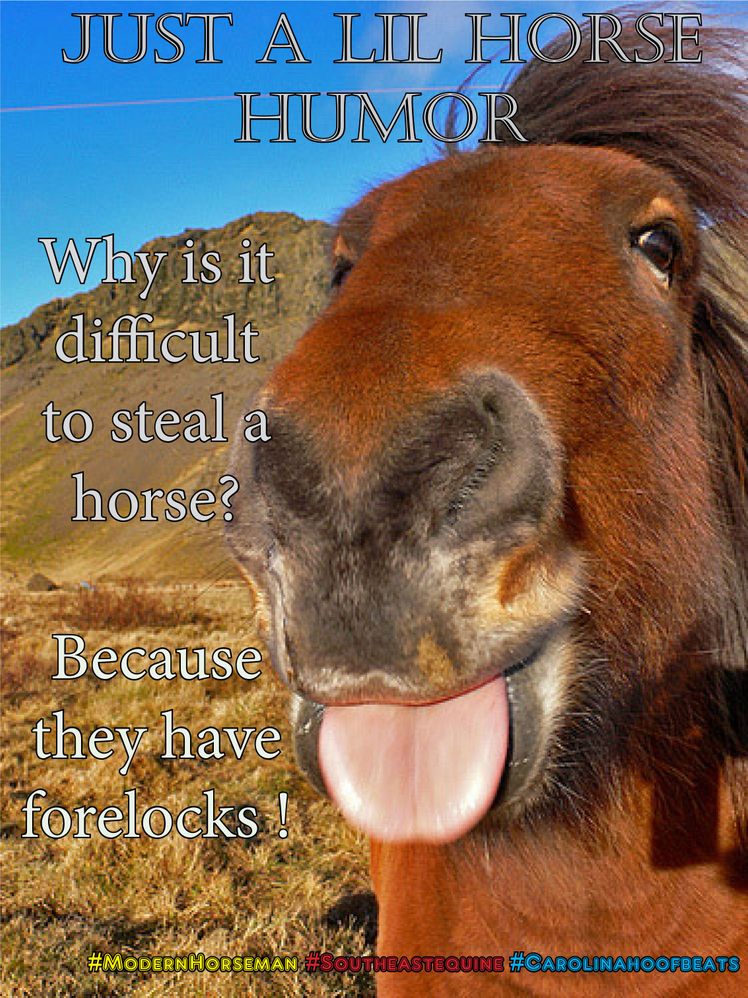 HorseForelocks.jpg