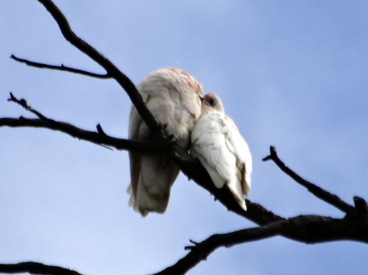 LoveCorellas2.jpg