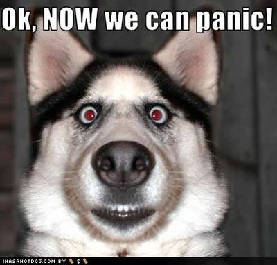 funny_dog_pictures_now_panic-s435x415-180592.jpg